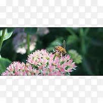 蜜蜂鲜花摄影