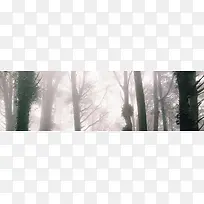 森林光影枝丫背影图