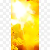 阳光下黄色枫叶秋天H5背景素材