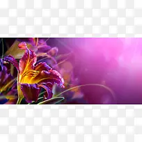 摄影紫色花朵