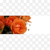 橘黄玫瑰背景图