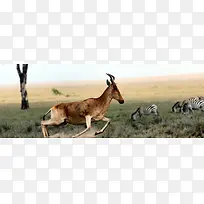 草原羚羊背景图