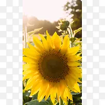 阳光下的向日葵H5背景素材