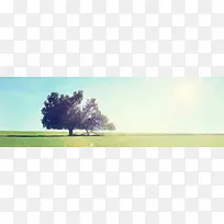 树 草原背景