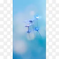 蓝色浪漫花朵H5背景