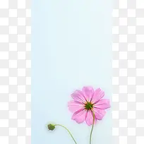 淡蓝色小清新粉色花朵H5背景素材
