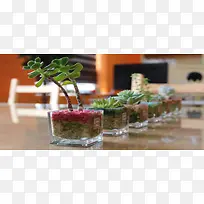 植物盆栽