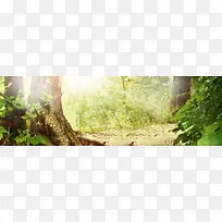 绿树背景banner