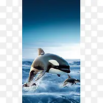 海水蓝天海豚Ｈ5背景