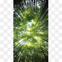 绿色的竹林H5背景素材