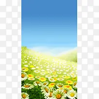 蓝天白云下的草地向日葵H5背景素材