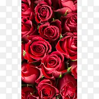 红玫瑰摄影平铺浪漫H5背景