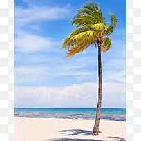 海边摇曳在风中的椰树