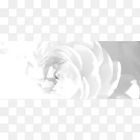 白色花朵背景图
