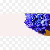 摄影蓝紫色的花