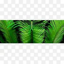 摄影树叶棕榈背景