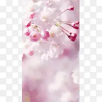桃花含苞欲放H5背景素材