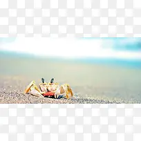 螃蟹背景图