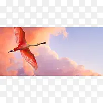 飞鸟背景图