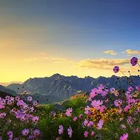 山中野花背景