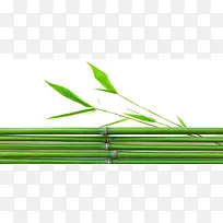 简约的竹子