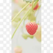 红色草莓H5背景