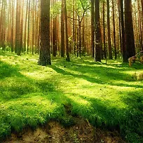 绿色自然 清新淡雅 文艺 简约 风景