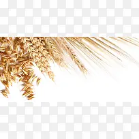 质感小麦背景