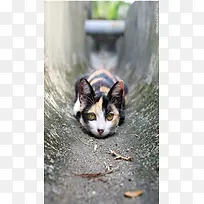 动物猫咪摄影素材