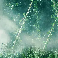 绿色树林麻绳藤蔓背景