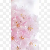 春天粉色绽放花朵摄影H5背景