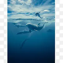 海豚摄影素材