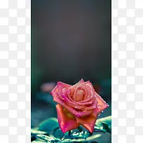唯美红色玫瑰花H5背景