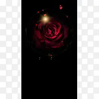 红色玫瑰花H5背景