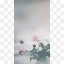 水墨荷花H5背景