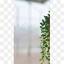 春分节气H5素材背景