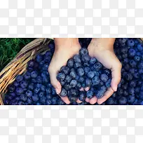 手握蓝莓背景图