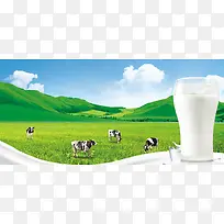草地奶牛背景图