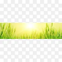 清新背景banner