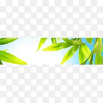 绿色清新背景banner