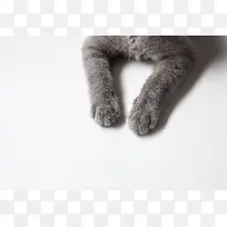 露出俩猫爪的灰猫局部