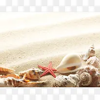 沙滩贝壳海星海螺五角星沙子海边