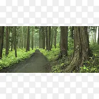 森林里的道路背景图
