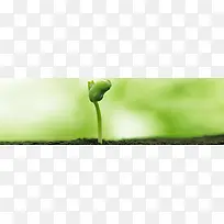 植物banner创意设计