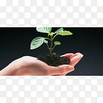 一只手托起新发芽的小苗