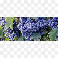 蓝莓 树枝 绿叶 果实 水果