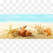 沙滩贝壳背景装饰