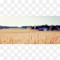 金色秋季麦穗banner