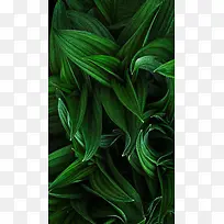 植物H5背景素材