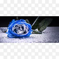 蓝色妖姬玫瑰花背景